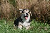 CORGI PEMBROKE 1047